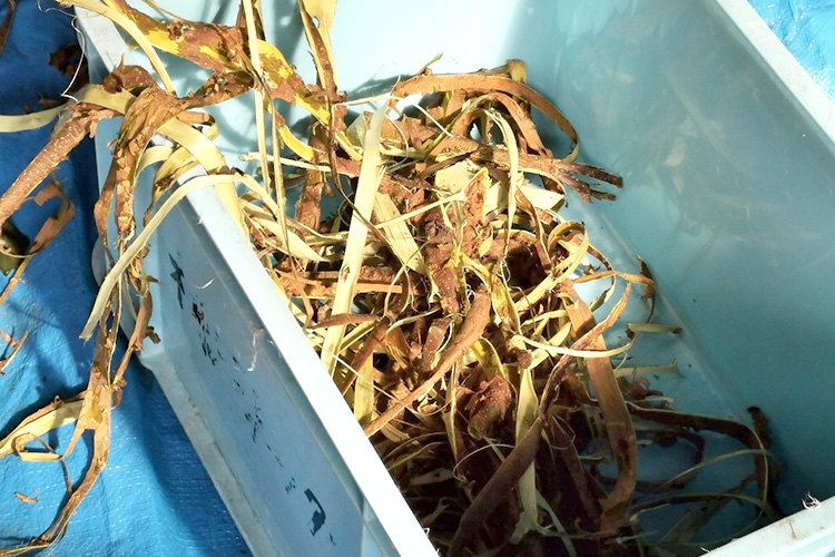 原料、こちらは三椏です。